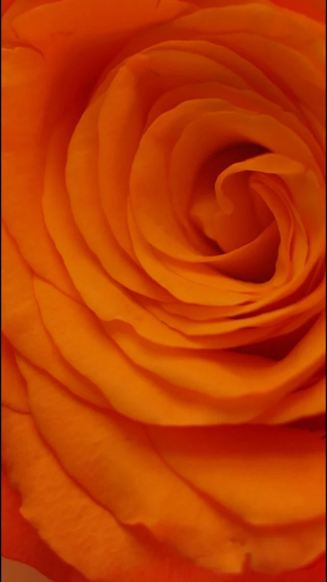 “Volevo rappresentare il tocco vellutato dei petali di questa splendida rosa albicocca che fiorisce nel mio giardino, su un fondo gourmand sostenuto da moderne note ambrate.” – Lucien Ferrero

Rose Abricot @anthologieparfums 
Bertozzini dal 1913 Via Cola di Rienzo, 192 - 00192 - Roma
☎️ Per info 06 6874662 - 3290373646
www.bertozzinidal1913.it